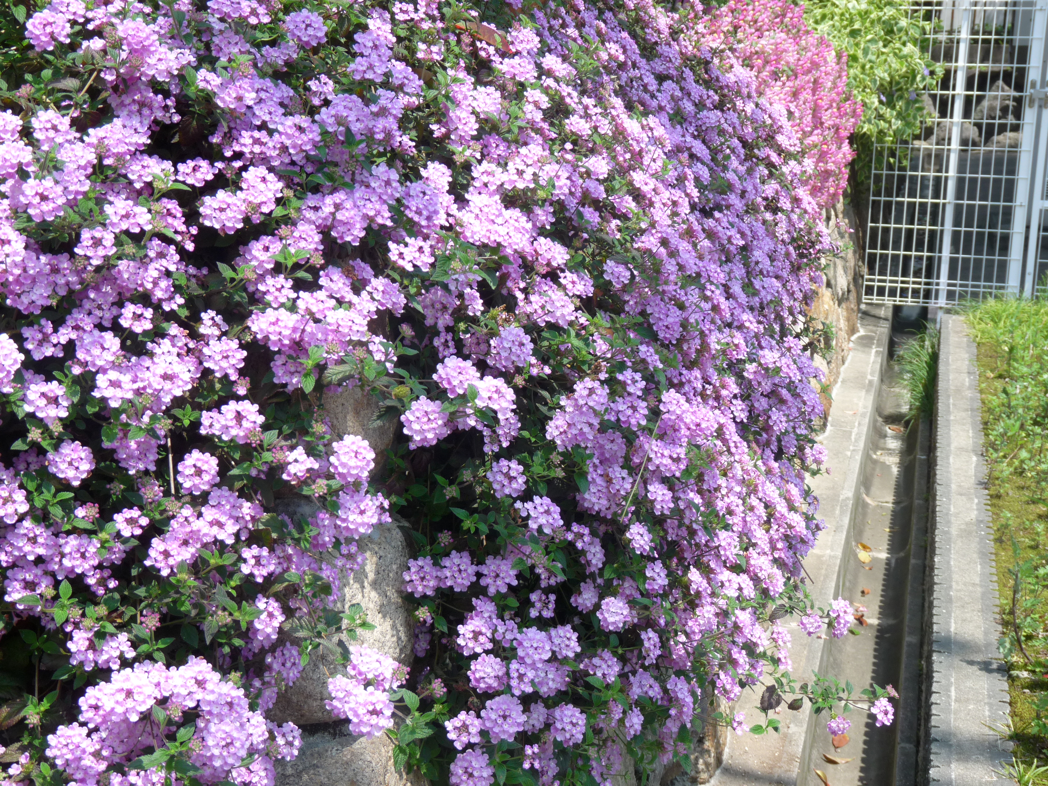 クリーピングタイム 花ログ 園芸の写真 大阪 北摂 東京 世田谷 街 庭 庭園の花々 ガーデニング